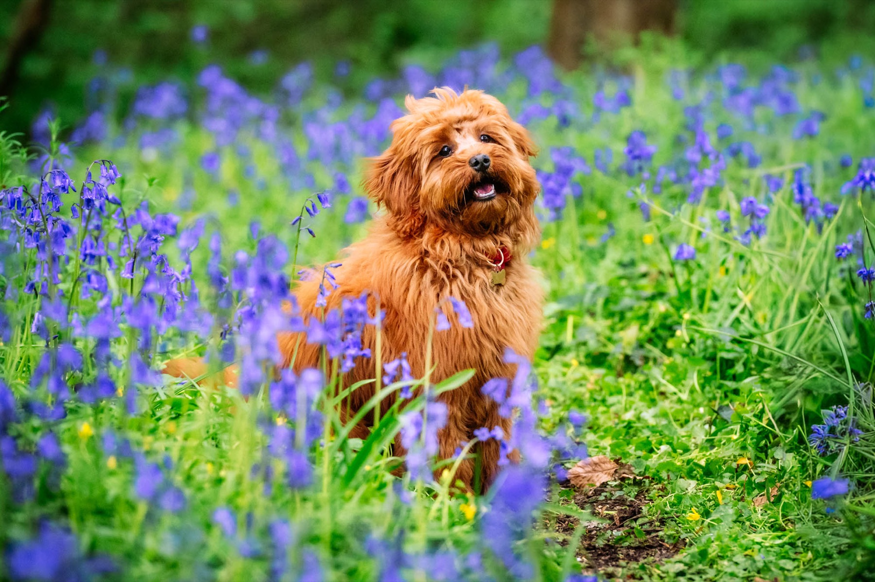 Dog sitting among bluebells in woodland