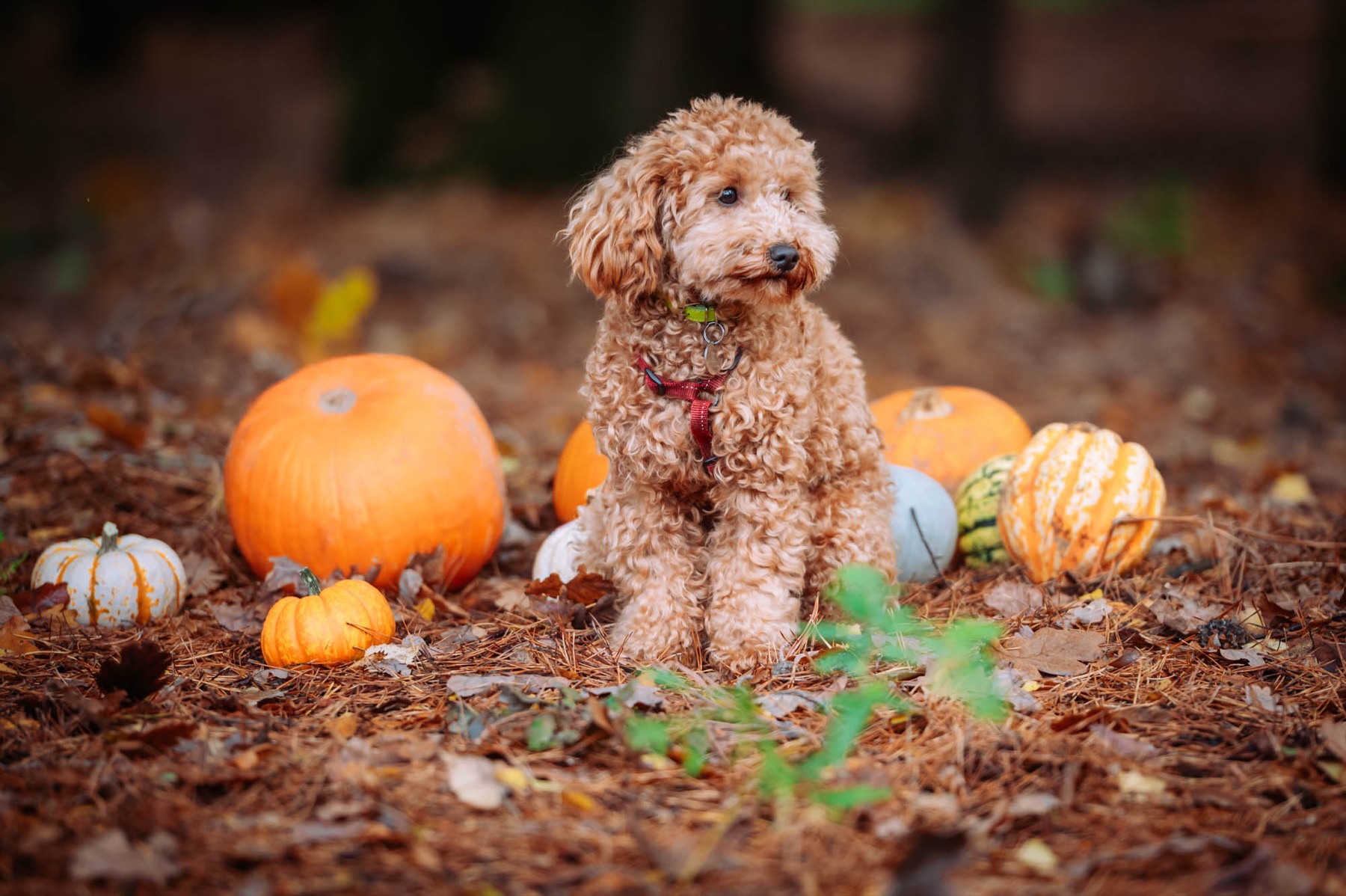 Dog sitting among autumn pumpkins